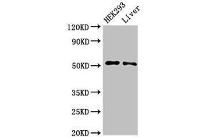 Western Blot Positive WB detected in: HEK293 whole cell lysate, Rat liver tissue All lanes: IFIT2 antibody at 3 μg/mL Secondary Goat polyclonal to rabbit IgG at 1/50000 dilution Predicted band size: 55 kDa Observed band size: 55 kDa (IFIT2 抗体  (AA 130-265))