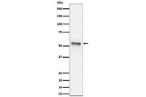Western blot analysis of Phospho-Tau (S199) expression in mouse hippocampus cell lysate.