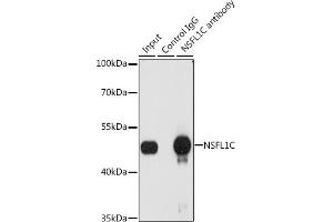 Immunoprecipitation analysis of 200 μg extracts of A-549 cells, using 3 μg NSFL1C antibody (ABIN6131003, ABIN6144873, ABIN6144874 and ABIN6222382). (NSFL1C 抗体  (AA 1-185))