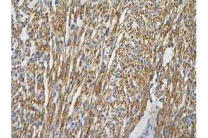 Immunohistochemistry (IHC) image for anti-Cytochrome C Oxidase Subunit IV Isoform 1 (COX4I1) (N-Term) antibody (ABIN2775574)