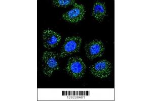 Immunofluorescence (IF) image for anti-Inhibitor of DNA Binding 1, Dominant Negative Helix-Loop-Helix Protein (ID1) (AA 66-93) antibody (ABIN3031300)