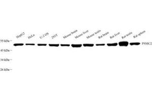 Western blot analysis of MSS1 (ABIN7075218),at dilution of 1: 2000 (PSMC2 抗体)