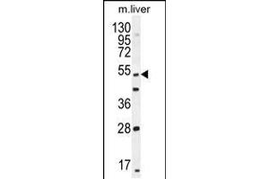 Western blot analysis in mouse liver tissue lysates (35ug/lane). (THEMIS 抗体  (C-Term))