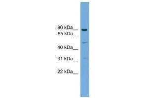 L3MBTL3 antibody used at 0. (L3MBTL3 抗体  (N-Term))