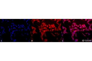 Immunocytochemistry/Immunofluorescence analysis using Rabbit Anti-HO-1 Polyclonal Antibody . (HMOX1 抗体  (HRP))