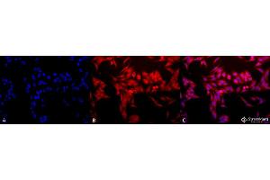 Immunocytochemistry/Immunofluorescence analysis using Rabbit Anti-HO-1 Polyclonal Antibody . (HMOX1 抗体  (HRP))