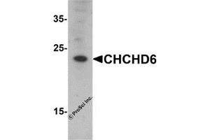 Western Blotting (WB) image for anti-Coiled-Coil-Helix-Coiled-Coil-Helix Domain Containing 6 (CHCHD6) (N-Term) antibody (ABIN1077410) (CHCHD6 抗体  (N-Term))