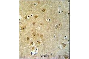 KLC2 Antibody (C-Term) (ABIN653755 and ABIN2843055) IHC analysis in formalin fixed and paraffin embedded brain tissue followed by peroxidase conjugation of the secondary antibody and DAB staining. (KLC2 抗体  (C-Term))
