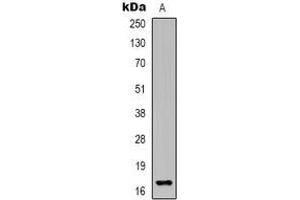 Western blot analysis of Epigen expression in HEK293T (A) whole cell lysates. (Epigen 抗体)
