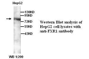 Image no. 1 for anti-Fragile X Mental Retardation, Autosomal Homolog 1 (FXR1) (C-Term) antibody (ABIN790924) (FXR1 抗体  (C-Term))