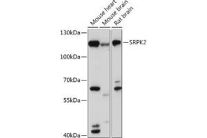 Western blot analysis of extracts of various cell lines, using SRPK2 antibody (ABIN7270269) at 1:1000 dilution. (SRPK2 抗体  (AA 420-520))