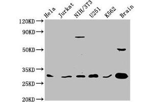 Western Blotting (WB) image for anti-14-3-3 gamma (YWHAG1) (AA 113-194) antibody (ABIN7142095)
