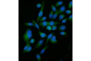 IF analysis of Elongin-C/ELOC using anti-Elongin-C/ELOC antibody (ABIN7598951).
