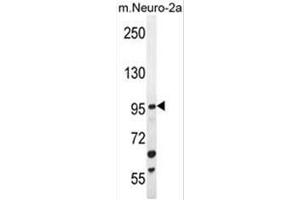 C4orf21 Antibody (N-term) western blot analysis in mouse Neuro-2a cell line lysates (35µg/lane). (ZGRF1 抗体  (N-Term))