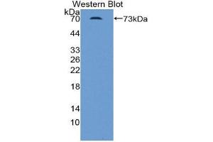 Western Blotting (WB) image for anti-Inhibin, beta B (INHBB) (AA 50-404) antibody (ABIN2119434) (INHBB 抗体  (AA 50-404))