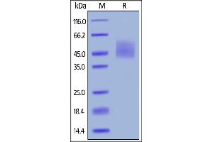 Biotinylated Human B7-H6, His,Avitag on  under reducing (R) condition.