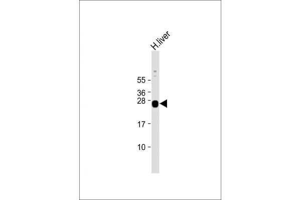 GSTa5 抗体  (AA 1-43)