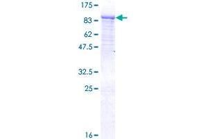 ATG7 Protein (AA 1-703) (GST tag)