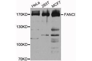 Western blot analysis of extracts of various cells, using FANCI antibody. (FANCI 抗体)