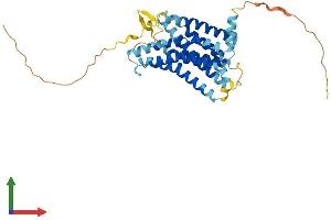 AlphaFold protein structure predicition of Human Recombinant CCRL2 Protein, UniprotID O00421 (CCRL2 Protein (AA 1-344) (His tag))