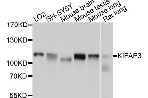 Western blot analysis of extracts of various cell lines, using KIFAP3 antibody (ABIN1873409) at 1:1000 dilution. (KIFAP3 抗体)