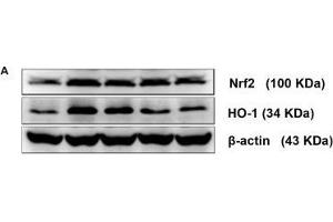 Comparison of Nrf2 and HO-1 protein and mRNA levels in the brains of mice among the groups. (HMOX1 抗体  (AA 1-288))