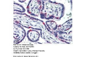 Immunohistochemistry with Human Placenta lysate tissue at an antibody concentration of 5. (SIN3A 抗体  (N-Term))