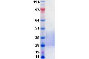 Validation with Western Blot