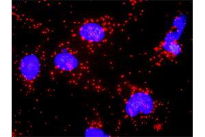 Proximity Ligation Analysis of protein-protein interactions between FADD and BID. (FADD 抗体  (AA 1-208))