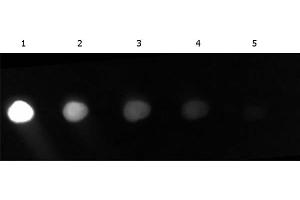 Dot Blot of Fluorescein conjugated Goat anti-GFP. (GFP 抗体  (FITC))