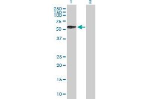 Western Blot analysis of SELL expression in transfected 293T cell line by SELL MaxPab polyclonal antibody. (L-Selectin 抗体  (AA 1-372))