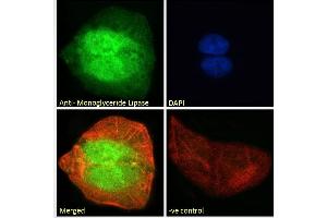 ABIN334436 Immunofluorescence analysis of paraformaldehyde fixed U2OS cells, permeabilized with 0. (MGLL 抗体  (Internal Region))