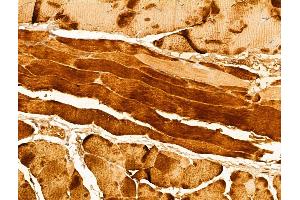 ABIN6262991 and ABIN6273004 at 1/100 staining Mouse skin tissue by IHC-P.