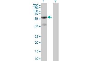 Western Blot analysis of TRAF3 expression in transfected 293T cell line by TRAF3 MaxPab polyclonal antibody. (TRAF3 抗体  (AA 1-568))