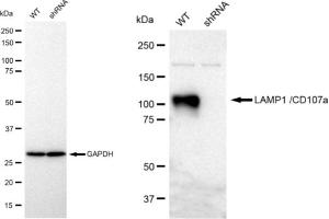 anti-Lysosomal-Associated Membrane Protein 1 (LAMP1) antibody