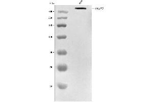 Western blot analysis of RANBP2 using anti-RANBP2 antibody (ABIN7602650). (RANBP2 抗体  (AA 906-2744))