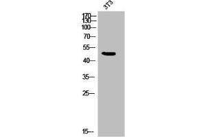 Western Blot analysis of 3T3 cells using Phospho-IL-8Rβ (S347) Polyclonal Antibody (CXCR2 抗体  (pSer347))