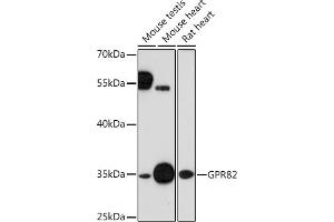 Western blot analysis of extracts of various cell lines, using GPR82 Rabbit pAb (ABIN7267312) at 1:1000 dilution.