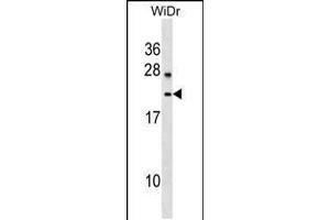 Western blot analysis in WiDr cell line lysates (35ug/lane). (LYZL6 抗体  (AA 37-65))