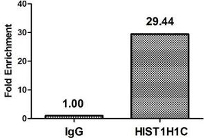 Chromatin Immunoprecipitation Hela (4*10 6 ) were treated with Micrococcal Nuclease, sonicated, and immunoprecipitated with 5 μg anti-HIST1H1C (ABIN7139589) or a control normal rabbit IgG. (HIST1H1C 抗体  (meLys118))