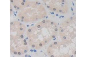 IHC-P analysis of Human Tissue, with DAB staining. (HIST2H2AA3 抗体  (AA 1-130))