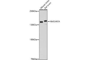 Western blot analysis of extracts of various cell lines, using NMDA antibody (ABIN1681064, ABIN3015387, ABIN3015389 and ABIN6214028) at 1:1000 dilution. (NMDAR2A 抗体  (AA 1130-1400))