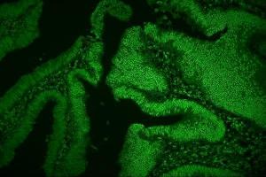 IF analysis of hnRNP D/AUF1/HNRNPD using anti-hnRNP D/AUF1/HNRNPD antibody (ABIN7602591). (HNRNPD/AUF1 抗体  (AA 88-246))