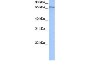 WB Suggested Anti-PABPC4 Antibody Titration:  0. (PABPC4 抗体  (Middle Region))