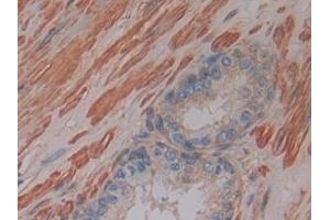 Immunohistochemistry (IHC) image for anti-Glutathione S-Transferase mu 4 (GSTM4) (AA 18-215) antibody (ABIN7439909)