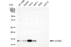 Western blotting analysis using COX6C antibody (ABIN7798249).