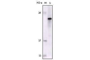 Western blot analysis using FES mouse mAb against truncated FES recombinant protein. (FES 抗体  (AA 613-822))