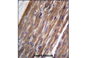FBLIM1 Antibody (C-term) (ABIN656647 and ABIN2845889) immunohistochemistry analysis in formalin fixed and paraffin embedded human heart tissue followed by peroxidase conjugation of the secondary antibody and DAB staining. (FBLIM1 抗体  (C-Term))