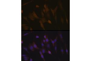 Immunofluorescence analysis of NIH-3T3 cells using Transportin 3 (Transportin 3 (TNPO3)) Rabbit mAb (ABIN7270971) at dilution of 1:100 (40x lens). (Transportin 3 抗体)