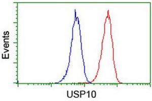 Image no. 5 for anti-Ubiquitin Specific Peptidase 10 (USP10) antibody (ABIN1501689)